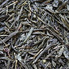 Bancha, japanischer Art