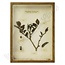 Vintage insectenlijst met de coloradokever