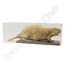 Opgezette bever