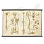 Vintage anatomische schoolplaat ' lichaam'
