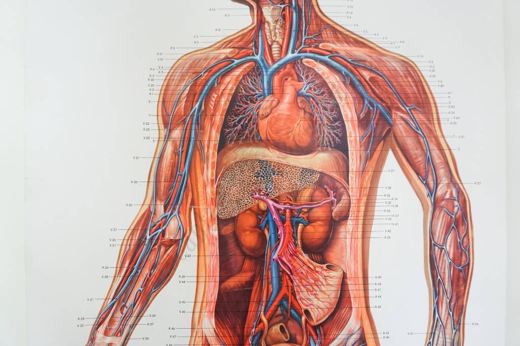 Uitgelezene Anatomische schoolplaat 'Menselijk lichaam' | Brocantiek de Linde KR-56