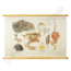 Anatomische bijplaat "Vogels in de winter"