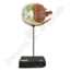 Anatomisch model oog