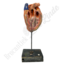 Anatomisch model hart No.1