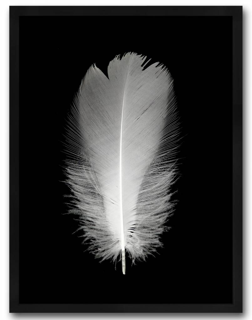 livstil Feather on Black