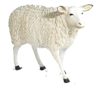 Schaap 135 x 88 cm