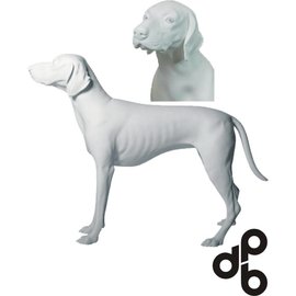 Duitse korthaar wit met skulpturen ogen