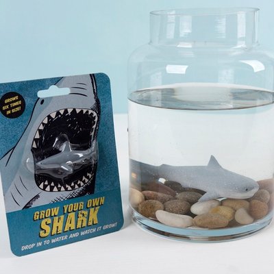 Rex London Grow your own Shark