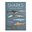 Rex London Tattoos Sharks