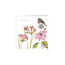 Notecard Pack Square Robin & Blue Tit