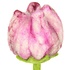 Sjaal met Verhaal Felt Flower Tulp Soft Colors assorti