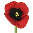 Filzblume Klaproos