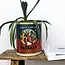 Aufbewahrungsdosen Passata Large Set of 2
