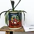 Rex London Storage Tins Passata Large Set of 2