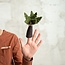 Finger Dolls Dino Palmboom