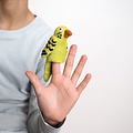 Sjaal met Verhaal Fingerpuppen Grasparkiet groen