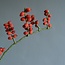 Felt Flower Tak Rozenbottel