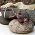 Rex London Realistische Spielzeug Frill-Necked Lizard