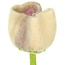 Felt Flower Tulp Livia
