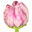 Filzblume Tulp Flora