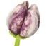 Filzblume Tulp Pipa