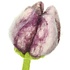 Sjaal met Verhaal Felt Flower Tulp Pipa