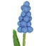 Filzblume Blauw Druifje Nieuw