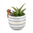 Planter Peeking Sausage Dog