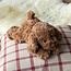 Plüschtier Dog chocolate brown