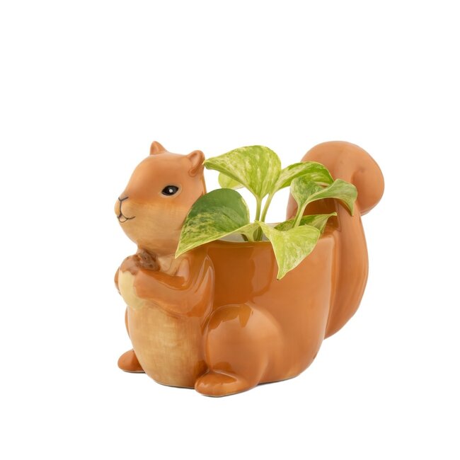 Planter Squirrel