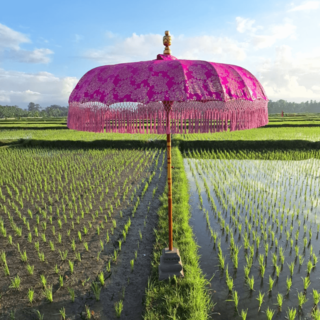 Parasol Fuchsia dream