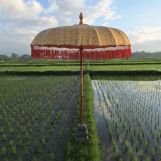 Parasol Fantasy