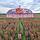 Bali parasol - Bloemen Lavendel