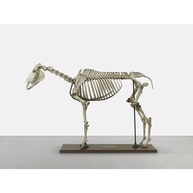 George Stubbs – De man, het paard, de obsessie