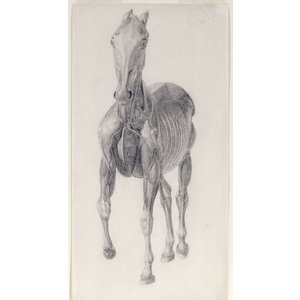 George Stubbs – De man, het paard, de obsessie