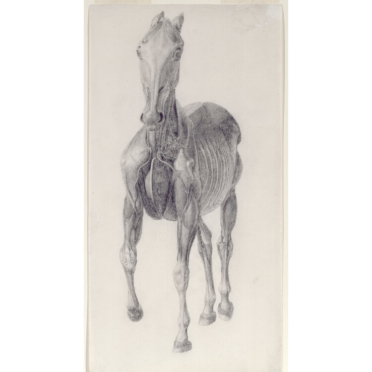 George Stubbs – De man, het paard, de obsessie