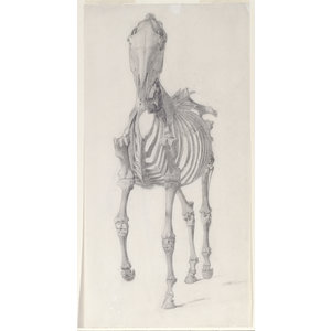 George Stubbs – De man, het paard, de obsessie