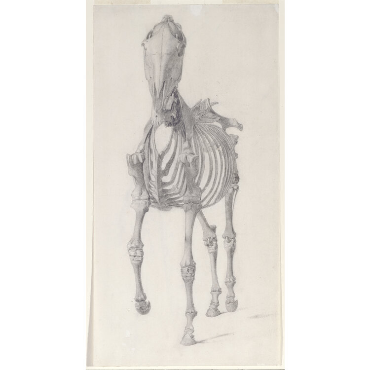 George Stubbs – De man, het paard, de obsessie