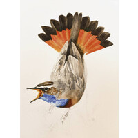 Blauwborst - kunstdruk