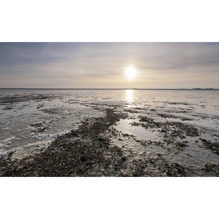 De Wadden - Landschap in beweging