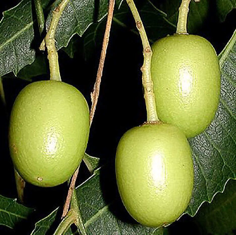 Arc en Sels Bio-Neemöl Arc en Sels Bio-Neemöl