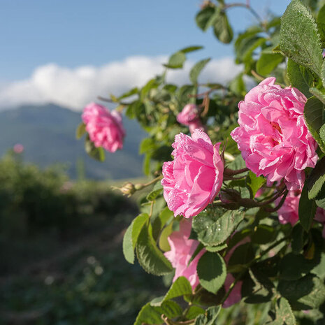 Arc en Sels Pure Organic Rose Water Arc en Sels Pure Organic Rose Water