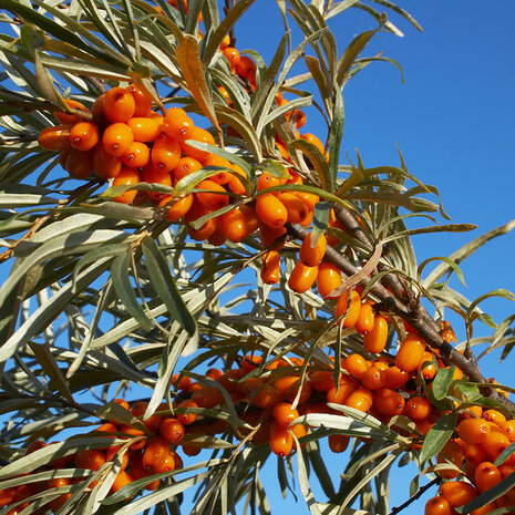 Arc en Sels Organic Sea Buckthorn Oil CO2