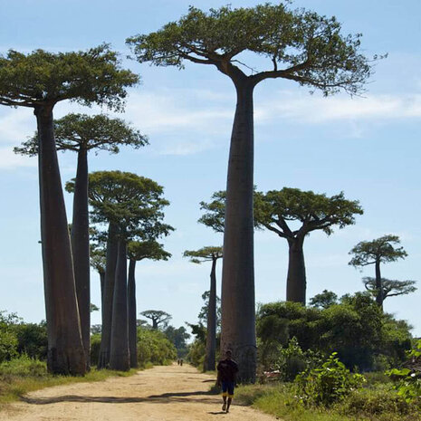 Arc en Sels Huile de baobab