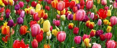 Producten getagd met lentewijnen