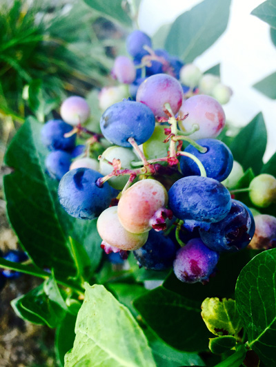 Heidelbeeren am Strauch