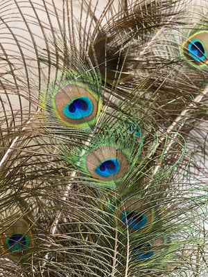 Peacock feathers | 10 pieces