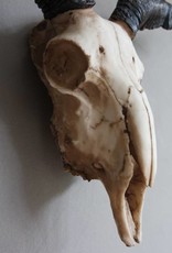 Skull schaap