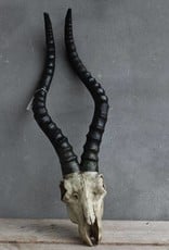 skull schaap