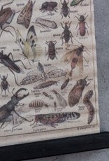 Schoolkaart insekten